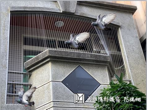 鳥死在陽台|陽台驚現死鳥！怎辦？